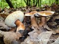 Gyroporus castaneus-amf291
